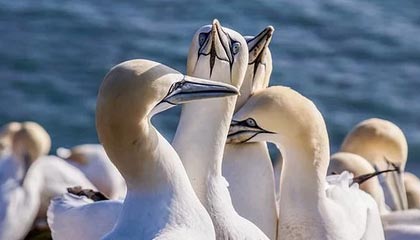 意甲-图拉姆邓弗里斯各入2球 国米4-3逆转科莫